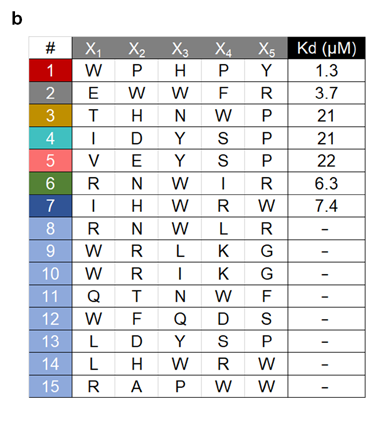 论文 Figure 2b：15条点击环肽序列及其中7条的Kd数据